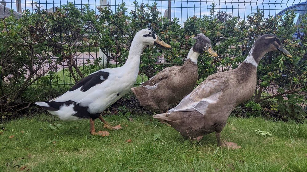 Lauder Lodge - Lauder ducks