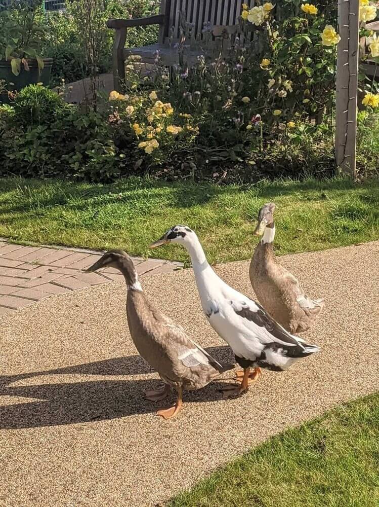 Lauder Lodge - Lauder ducks