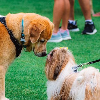 Crufts And Scruffs - free event at Lauder Lodge