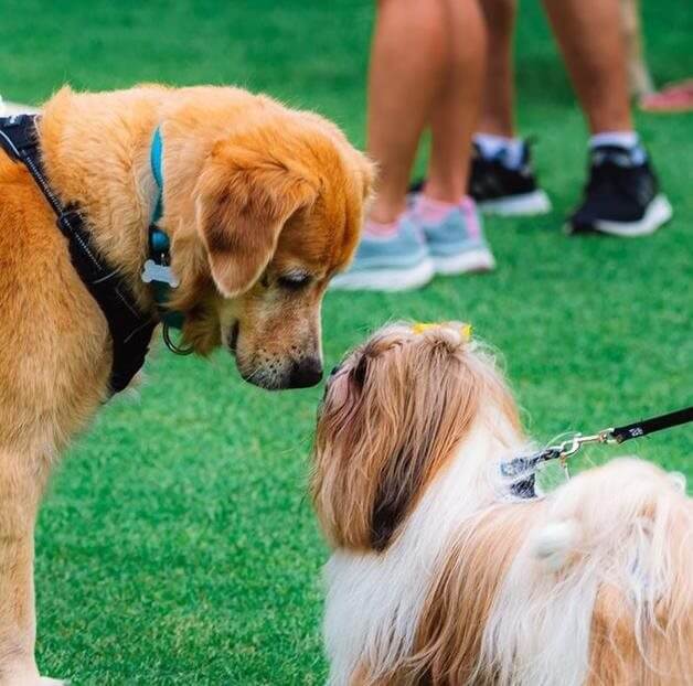 Crufts And Scruffs - free event at Lauder Lodge