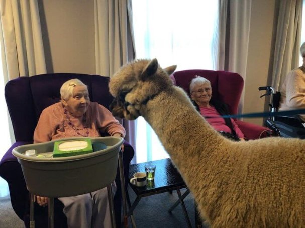 Amherst House - amherst alpaca visit 