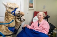Elizabeth was delighted when her wish to meet alpacas was made a reality.