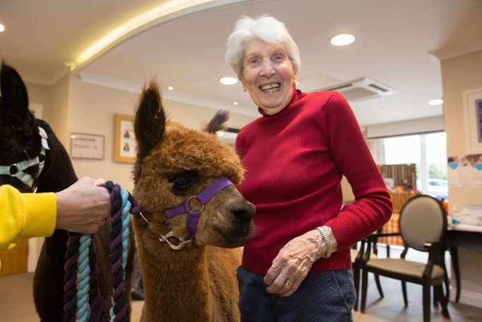 Care Assistant Bank - Rossetti House Alpaca visit