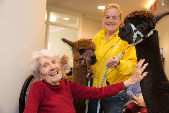 Care Assistant Bank - Rossetti House Alpaca visit