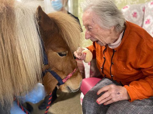 Harrier Lodge - Harrier Lodge - shetland ponies