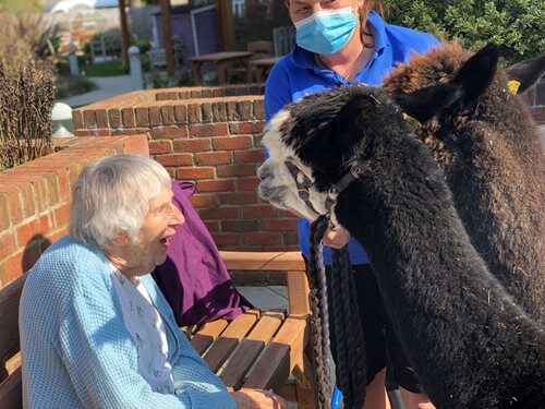 Ferndown Manor - Ferndown - alpacas 