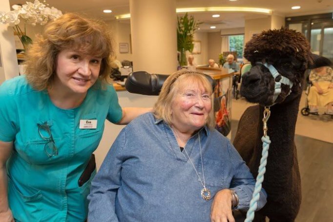 Care Assistant Bank - Rossetti House Alpaca visit