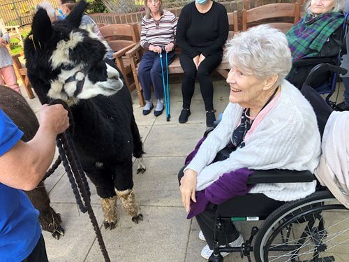 Ferndown Manor - Ferndown - alpacas 