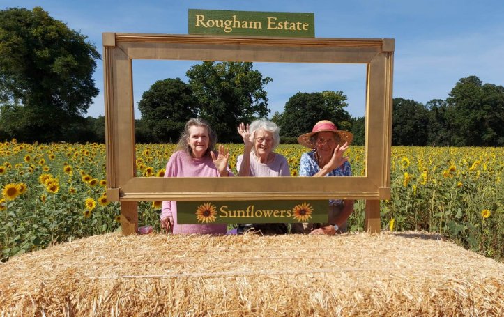 Glastonbury Court - Glastonbury sunflowers 1